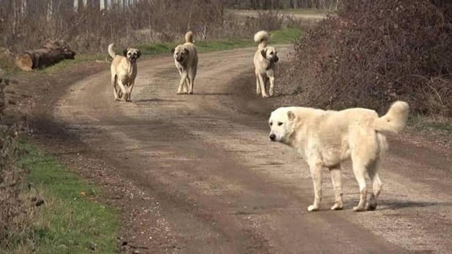 KÖPEKLERİN SALDIRISINA UĞRADILAR