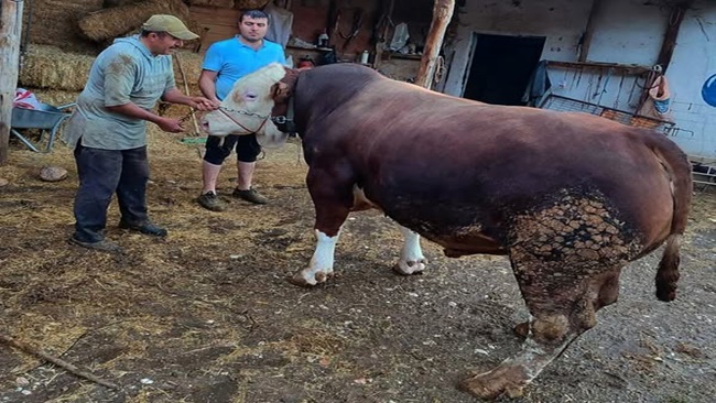 1 TONLUK BOĞA, ALICI BEKLİYOR