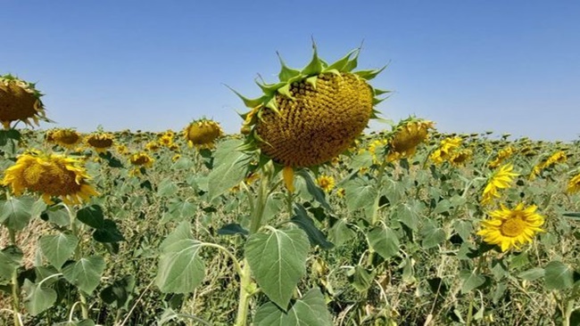 AYÃ‡Ä°Ã‡EÄžÄ° ALIM FÄ°YATI BELLÄ° OLDU
