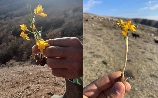 OCAK AYINDA Ã‡Ä°ÄžDEMLER AÃ‡TI
