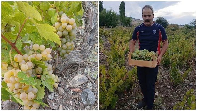 AYAĞIBÜYÜK KÖYÜNDE  ÜZÜM HASADI BAŞLADI