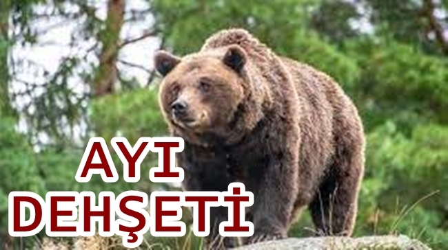 MANTAR TOPLAYAN KÃ–YLÃœYE AYI SALDIRDI