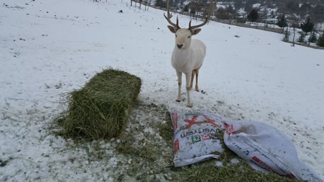 ÇOCUKLAR DOĞAYA SEVGİLERİNİ BIRAKTI