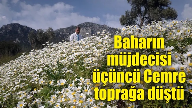 SON CEMRE TOPRAĞA DÜŞTÜ